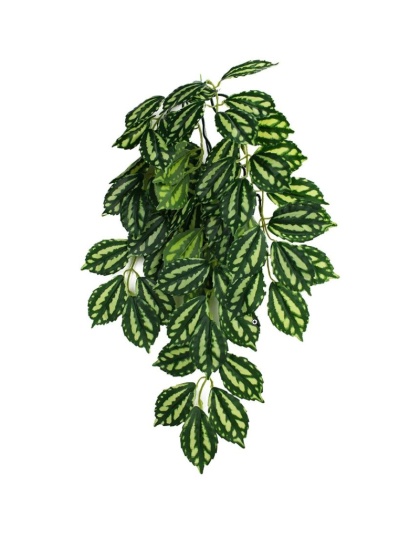 Komodo Two-Tone Hanging Vine Terrarium Plant - Small - 1 count
